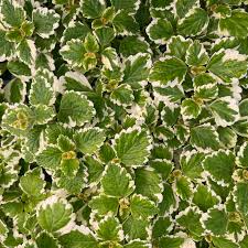 Bare Root Live Plant 4" Variegated Swedish Ivy Plectranthus coleoides ‘Variegata’ - Fragrant, Easy-Care, Trailing Foliage