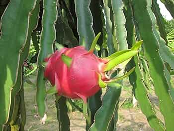 5pcs Unrooted Dragonfruit Cuttings, White Pitaya, Hylocereus, Fresh Edible Fruit Cactus for Home Garden or Container Planting