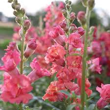 Snapdragon Seeds - 1000+ Madame Butterfly Bronze - Antirrhinum majus - Double-Petal Blooms for Garden & Cut Flowers