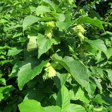 American Hazelnut Tree 2'-3' Live Bare Root Plant Corylus americana Edible Nuts Pollinator-Friendly