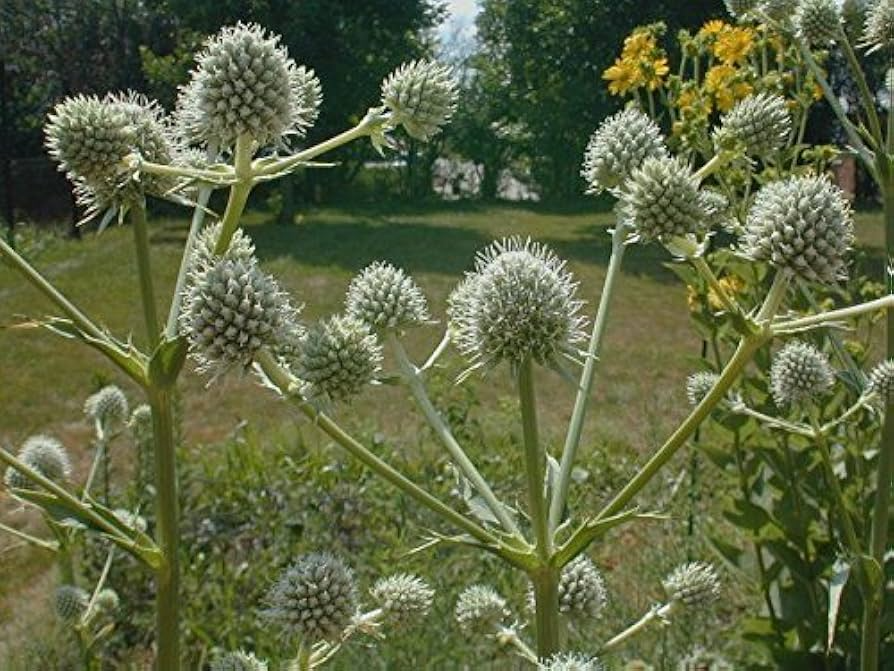 Rattlesnake Master Seeds 1g | Eryngium yuccifolium | Native Prairie Perennial, Pollinator Friendly, Unique Foliage