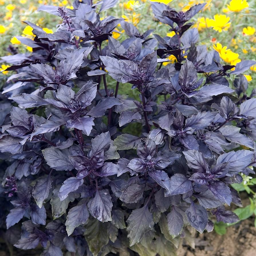 1000 Seeds Dark Opal Basil, Purple Leaves Herb for Cooking & Gardens, Ocimum basilicum, Aromatic Culinary Plant
