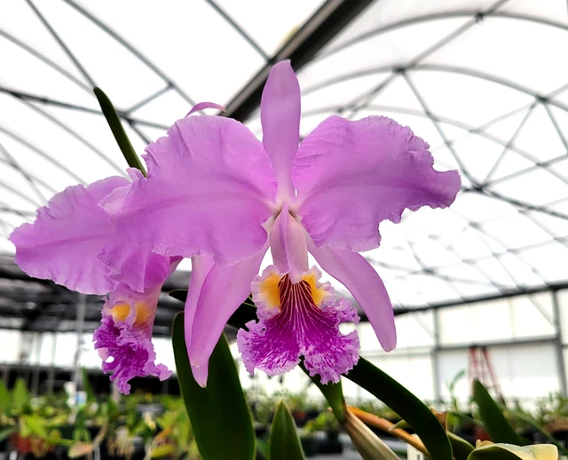 Cattleya Orchid Seedlings 3" Pot Blue Dynasty x Semi-Alba Cattleya Mossiae Hybrid | Easy Grow Blooming Plant