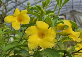 Yellow Allamanda Small Starter Plant - Golden Trumpet (Allamanda cathartica) - Vibrant Tropical Perennial for Outdoor Gardens