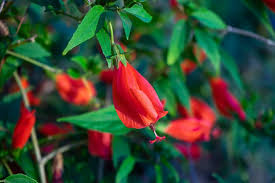 Red Turk's Cap Starter Plant, 5-7" Tall, Unique Red Flowers, Malvaviscus arboreus, Pollinator-Friendly Tropical Shrub