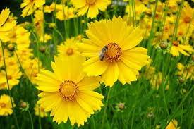 500 Seeds Coreopsis Dwarf Lance-Leaved Tickseed, Yellow Perennial Flower, Coreopsis verticillata, Non-GMO Butterfly Attractor
