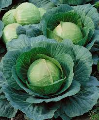 Danish Ballhead Cabbage Seeds 1g Heirloom Cold Hardy Brassica oleracea var. capitata for Cooking, Slaws & Storage