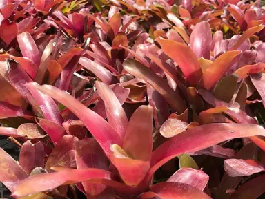 Neoregelia Bromeliad Cutting - 6" Red Serrate Foliage, Safe for Children, Neoregelia spp., Indoor/Outdoor Plant