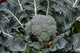 Broccoli Seeds 1g, Heirloom Waltham 29, Cold Hardy, High Yield, Tender Florets, Brassica oleracea var. italica for Garden & Container