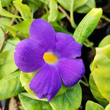 7 Unrooted 6" King’s Mantle Cuttings, Purple Blooms, Fast-Growing Vine or Shrub, Thunbergia erecta - Pollinator Friendly