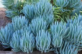 9x Senecio Mandraliscae Blue Chalk Sticks Cuttings - 5" Long, Drought Tolerant Succulent, Easy to Grow, Propagation Friendly