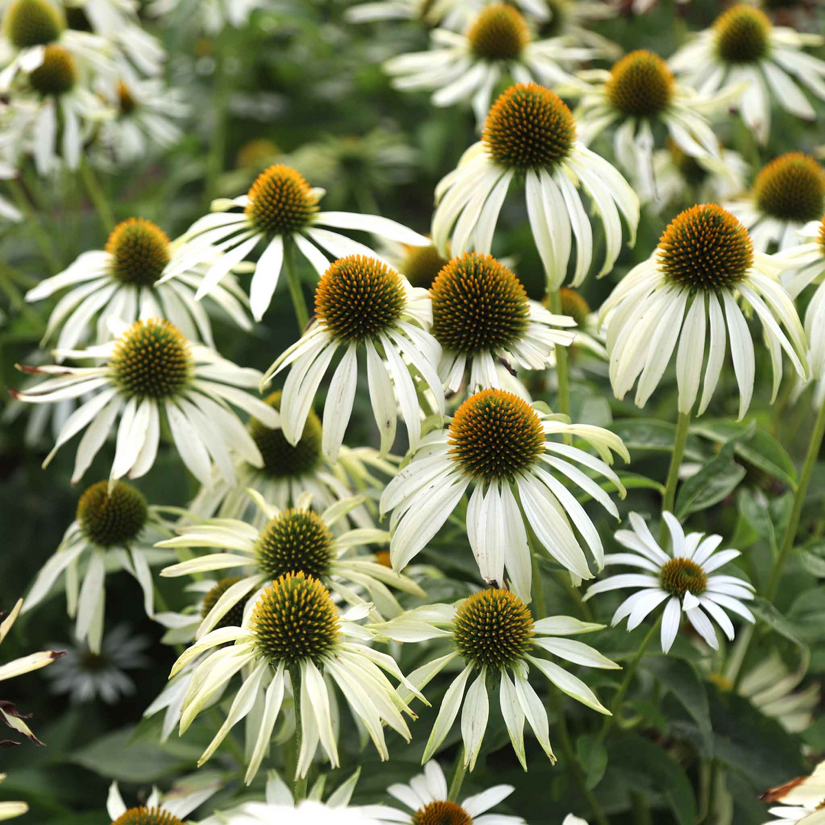 White Swan Coneflower Seeds - Echinacea purpurea 'White Swan' - 25-500 Seeds - Elegant White Blooms for Pollinator Gardens