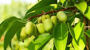 Kiwi Prolific Vine Starter Plant - Self-Pollinating, Cold Hardy, Smooth-Skinned Fruit, Actinidia arguta - Zones 4-8