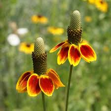 100mg Mexican Hat Seeds, Drought-Tolerant Wildflower, Bold Red & Yellow Blooms, Ratibida columnifera, Pollinator-Friendly