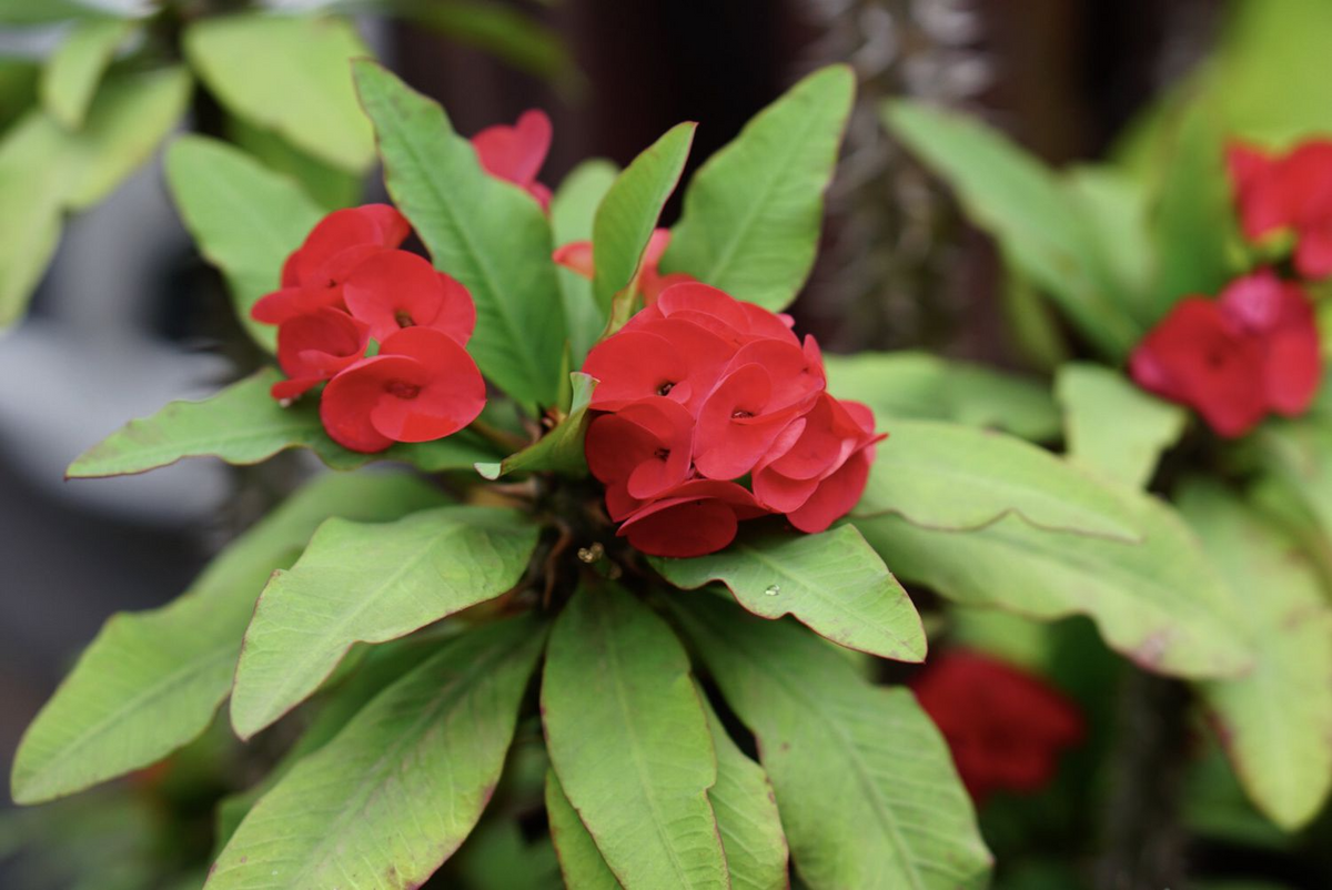 Thai Red Crown of Thorns Starter Plant - Euphorbia Milii - Well-Rooted with Bright Red Flowers - Tropical Succulent for Gardens