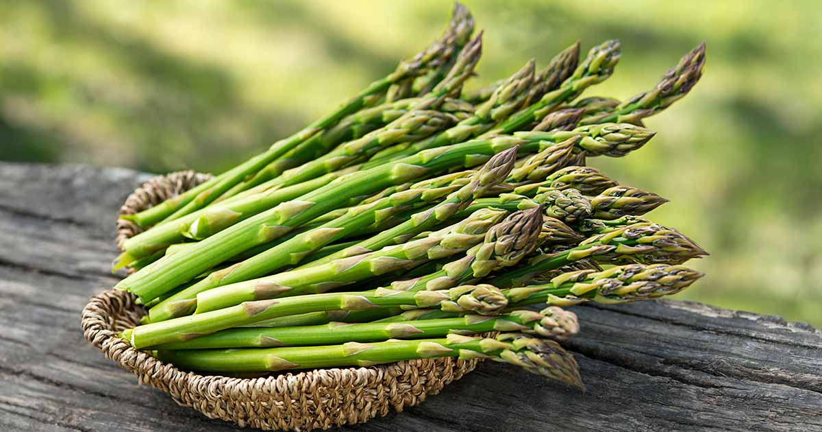 Bare Root Plants Millennium Asparagus Crowns, 2-Year High Yield Variety, Asparagus officinalis, Easy to Grow