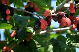 Illinois Everbearing Mulberry Live Plant - Pesticide-Free Fast Fruiting Starter Tree - Morus 'Illinois Everbearing' - 3-15" Tall