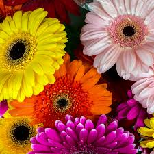 Gerbera Daisy Seeds - 200+ Mixed Color Blooms - Gerbera jamesonii - Ideal for Containers, Borders & Cutting Gardens