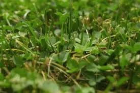 5000 Micro Clover Seeds - Non-GMO Low-Maintenance Lawn Alternative - Eco-Friendly Ground Cover (Trifolium repens)