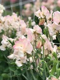 Kiera Madeline Sweet Pea Seeds - 50 Cream & Raspberry Blooms - Climbing Vine for Trellises, Bouquets - Lathyrus odoratus