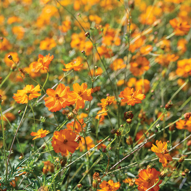 Bright Lights Cosmos Seeds - Non-GMO, Red Orange Yellow Blooms, Attracts Pollinators, Cosmos sulphureus, 60 Days to Maturity