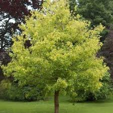 10 Seeds Acer Negundo Box Elder Maple - Fast-Growing Hardy Tree for Gardens & Landscaping