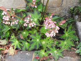 Begonia Starter Plant - Hybrid Rhizomatous Star Begonia - Unique Green Foliage for Indoor Decor - Begonia heracleifolia