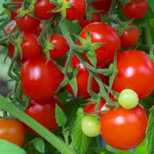 50 Seeds Tomato Red Cherry - Sweet Bite-Sized Fruit for Fresh Eating, Salads, Snacking - Solanum lycopersicum