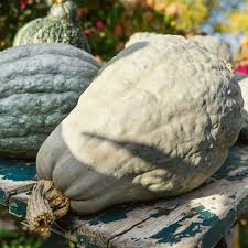 10 Blue Hubbard Squash Seeds - Heirloom Winter Squash (Cucurbita maxima) for Sweet Nutty Flavor - Versatile Cooking Use
