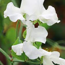 Sweet Pea Seeds - 50+ Lavender-Blue Blooms - Climbing Vine for Trellises & Bouquets - Lathyrus odoratus - USA
