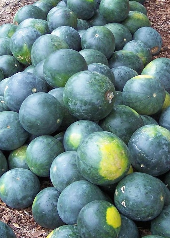 Sugar Baby Watermelon Seeds | Heirloom, Non-GMO | Sweet, Compact Fruit | Citrullus lanatus | 80 Days | USDA Zones 3-10