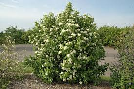 Nannyberry Viburnum Bush 12"-14" Live Bare Root Plant (Viburnum lentago) - Wildlife Garden Shrub with Creamy White Flowers