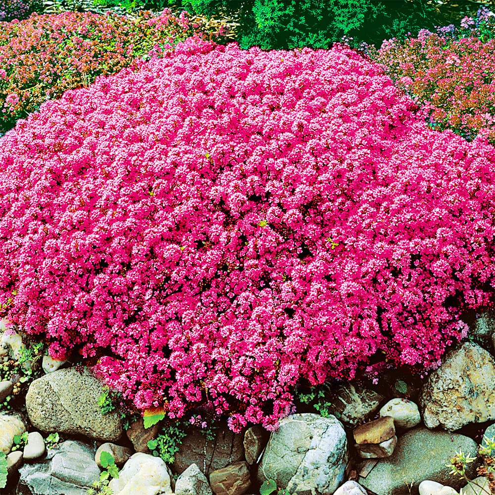 1000 Seeds Creeping Thyme Scarlet Red Ground Cover, Perennial, Drought-Tolerant, Thymus serpyllum