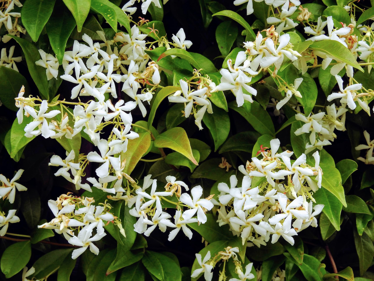 Night Blooming Jasmine Potted Plant - Cestrum Nocturnum - Fragrant Flowers - 6-10” Tall - Perfect for Gardens and Patios