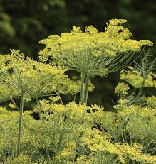 Dukat Dill Seeds | 500 Heirloom Non-GMO Seeds | Sweet Aromatic Culinary Herb | Anethum graveolens | Deer Resistant