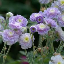 25+ Geranium Seeds - Summer Skies - Lavender-Blue Blooms - Geranium pratense - Ideal for Cottage Gardens & Pollinators