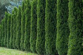 50 Thuja Tree Seeds, White Cedar Arborvitae, Evergreen Hedge, Fast-Growing Privacy Screen, Thuja occidentalis