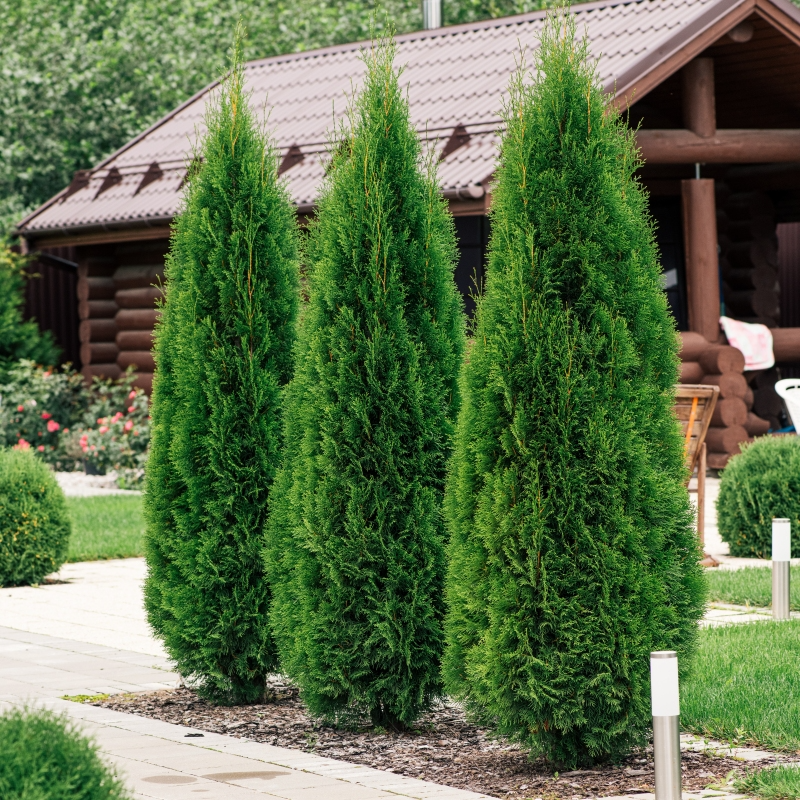 10 Arborvitae Emerald Green Cuttings, Unrooted Shrub 10-15 cm, Thuja occidentalis 'Emerald Green', Hardy Evergreen for Privacy
