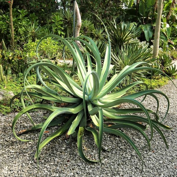 Octopus Agave Succulent Starter 6-12" | Agave Vilmoriniana | Drought-Tolerant | Clumping Growth | Full Sun Outdoor Plant