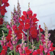 Candy Tops Red Snapdragon Seeds | 1000+ Seeds | Compact Bold Red Blooms | Antirrhinum majus | Pollinator-Friendly
