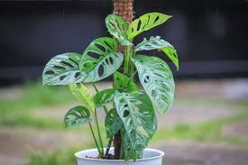 Monstera Adansonii Swiss Cheese Cuttings - 3 Unrooted Indoor/Outdoor Plants, Easy Propagation, Unique Foliage, Tropical Decor