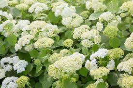 Annabelle Smooth Hydrangea Starter Plant | White Flowering Shrub | Hydrangea arborescens 'Annabelle' | Hardy, Low-Maintenance