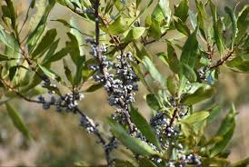 Bayberry Bushes - 2 Live Bare Root Plants - Morella cerifera - Hardy Shrubs for Privacy & Landscaping - Drought-Tolerant, Bird-Friendly