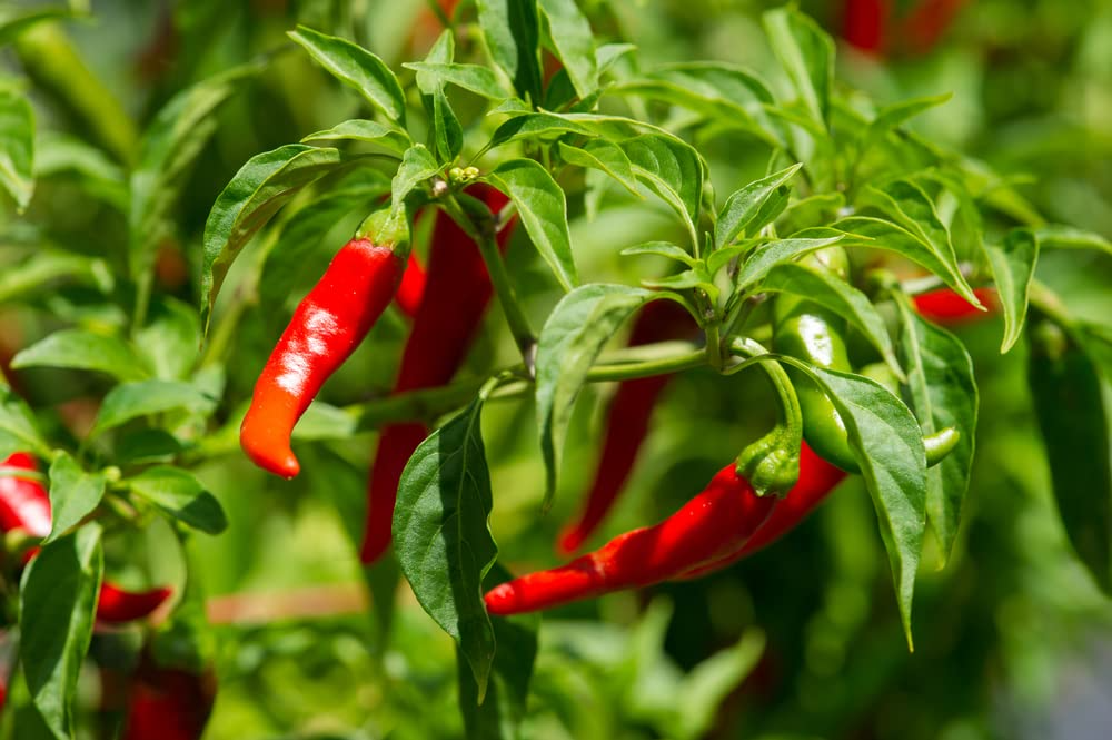 25 Long Thin Red Cayenne Pepper Seeds - Capsicum annuum - Spicy Heirloom Chili, Non-GMO, High-Yield, Ideal for Cooking & Drying