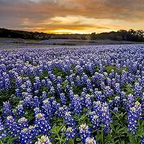 Texas Bluebonnet Seeds 1g - Lupinus texensis - Native Wildflower, Spring Bloom, Pollinator Friendly, State Flower of Texas