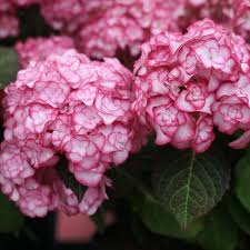 Hydrangea 'Miss Saori' Live Starter Plant | Double-Petaled Flowers | Deciduous Shrub | Hydrangea macrophylla | Zones 5-9