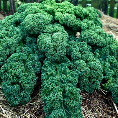 Dwarf Blue Curled Scotch Kale Seeds – 1,500 Non-GMO Heirloom Seeds, Cold Hardy, Brassica oleracea, Flavorful Greens