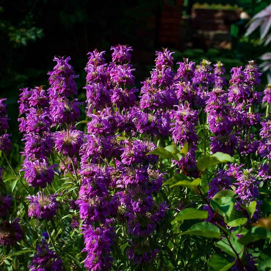 1000 Seeds Lemon Mint Herb, Monarda Citriodora, Fragrant Culinary Plant for Teas & Pollinator Gardens