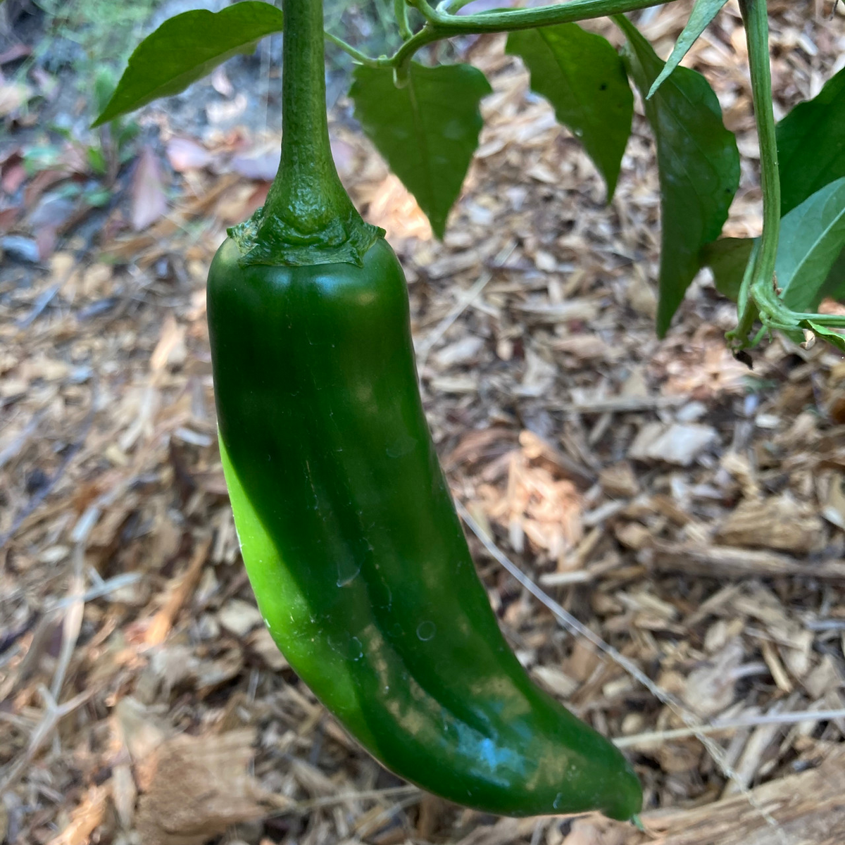 25 NuMex Joe E. Parker Pepper Seeds - Capsicum annuum - Mild Hatch-Style Chile, Non-GMO Heirloom, 5000-6000 Scoville Units