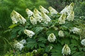 50 Hydrangea Seeds - White Flower Oakleaf Hydrangea (Hydrangea quercifolia) - Hardy Shrub for Garden Landscaping